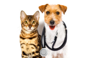 Tierarztbesuch-oh-weia-dass-wird-teuer